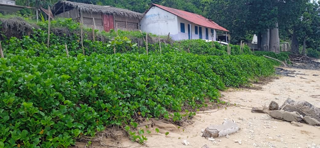 La patate bord de mer, une stabilisatrice du sol contre les érosions